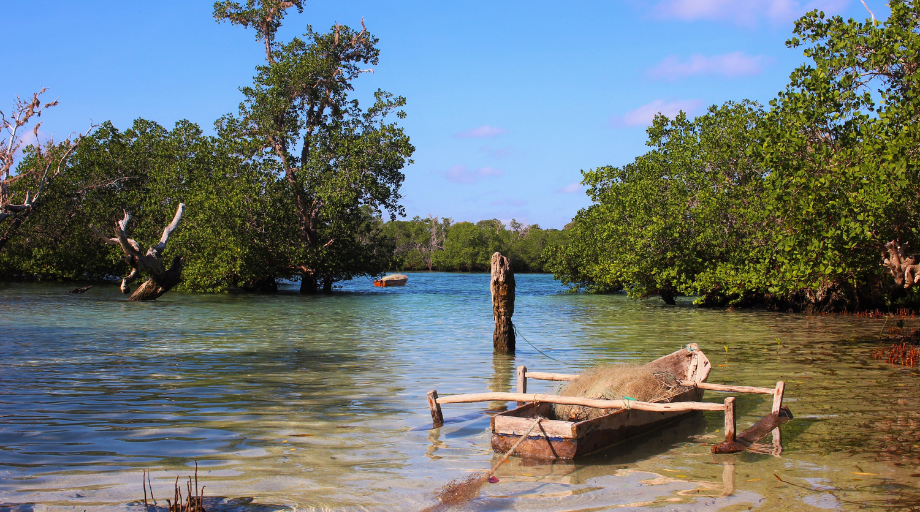 Mozambique Blue Carbon Project