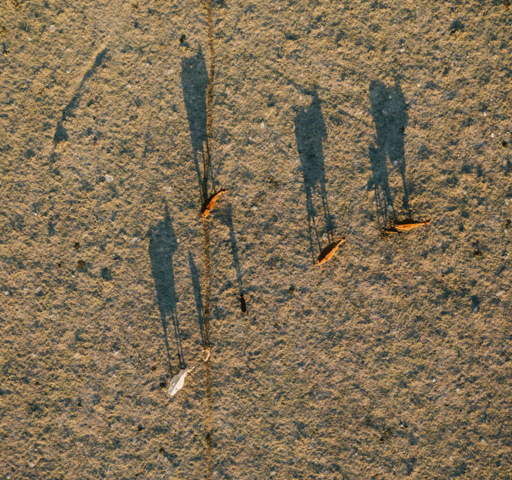 Aerial shot of cows
