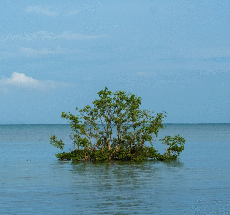 Tree in water