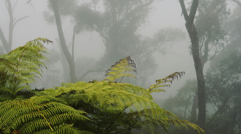 fern in the mist