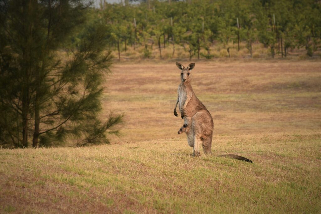 Mother kangaroo