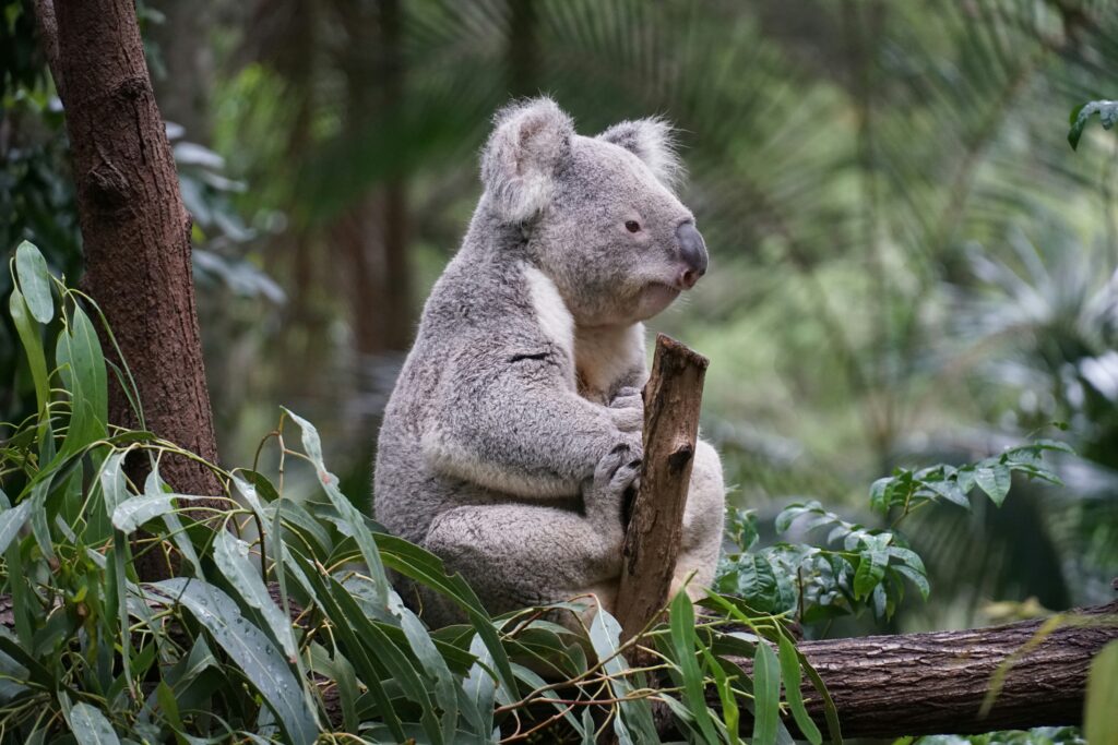 Koala in tree