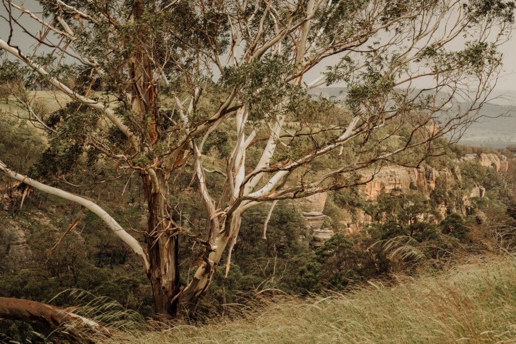 Australian Bushland