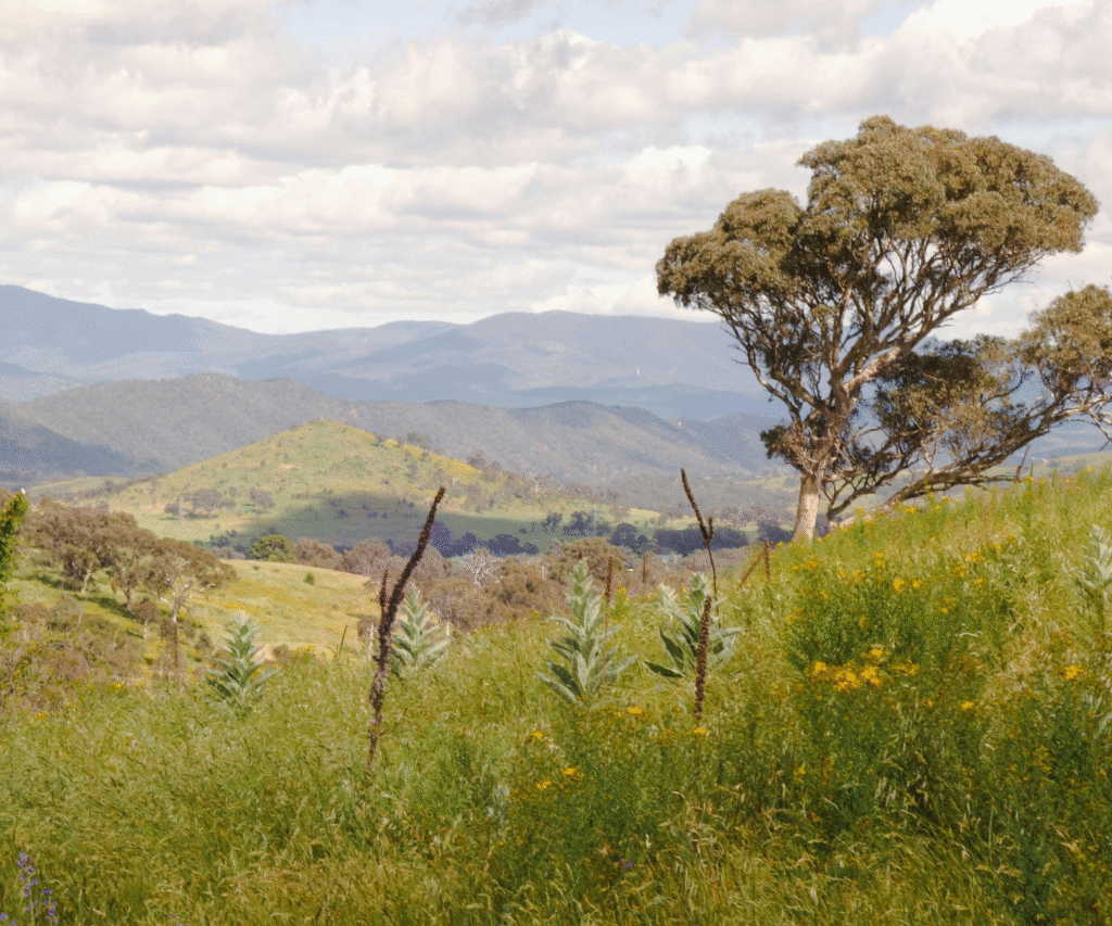 Australian nature
