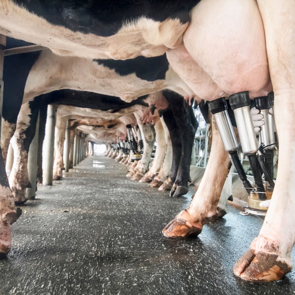 row of cows being milked